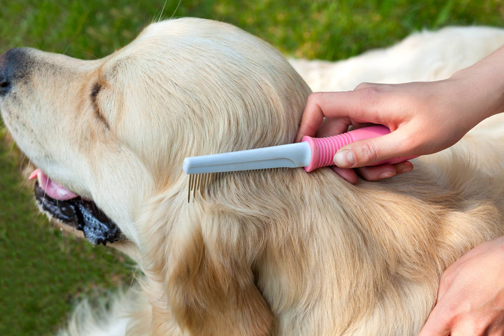 comb dog hair