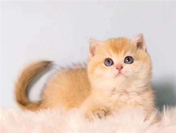 How to raise a golden gradient cat? - TIAN YUAN PET PRODUCTS