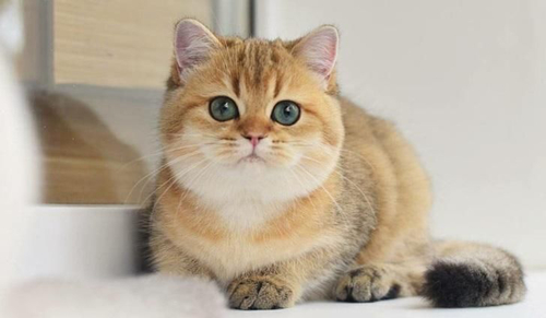 How to raise a golden gradient cat? - TIAN YUAN PET PRODUCTS